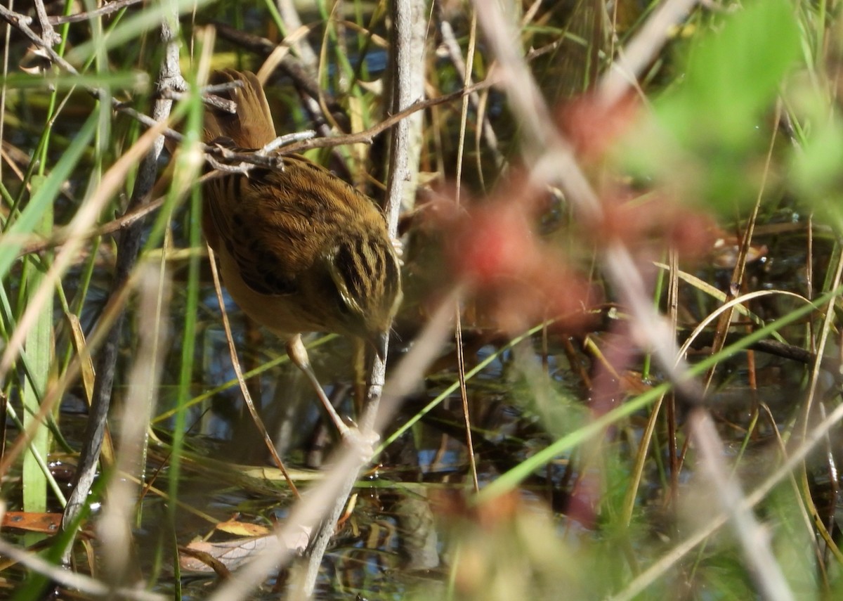 Sedge Warbler - ML254502831