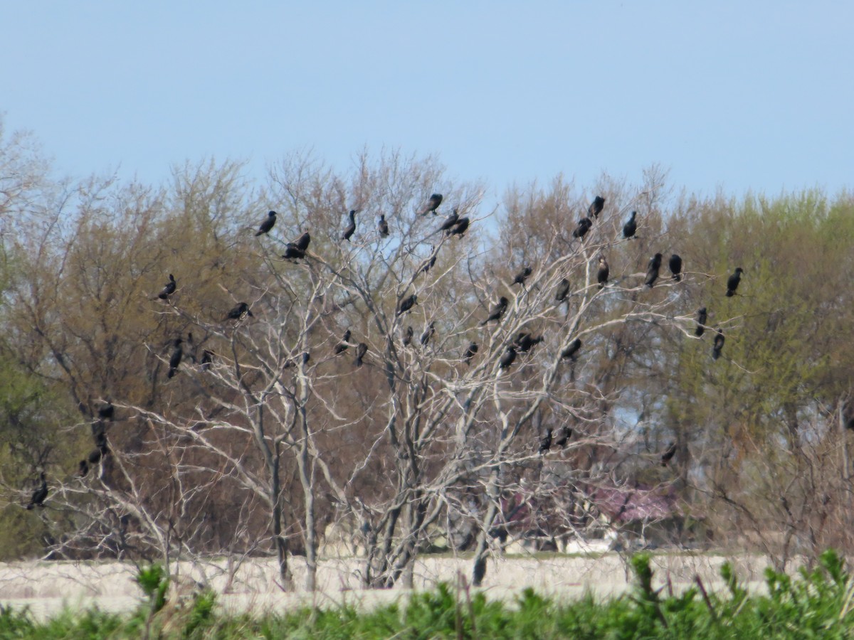 Double-crested Cormorant - ML254503041