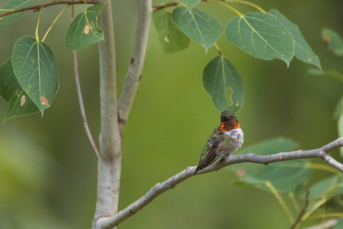 Ruby-throated Hummingbird - ML254504601