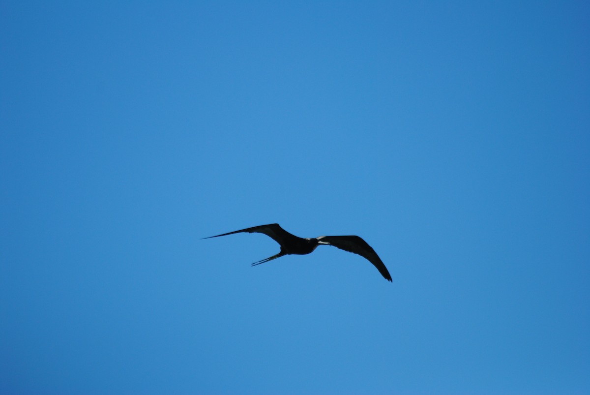 Magnificent Frigatebird - ML25450771