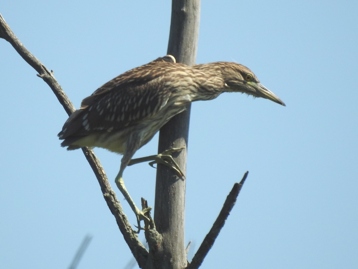 Black-crowned Night Heron - Charlotte Dallaire