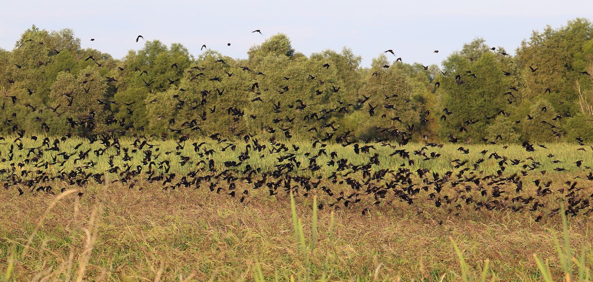 Red-winged Blackbird - ML254509271