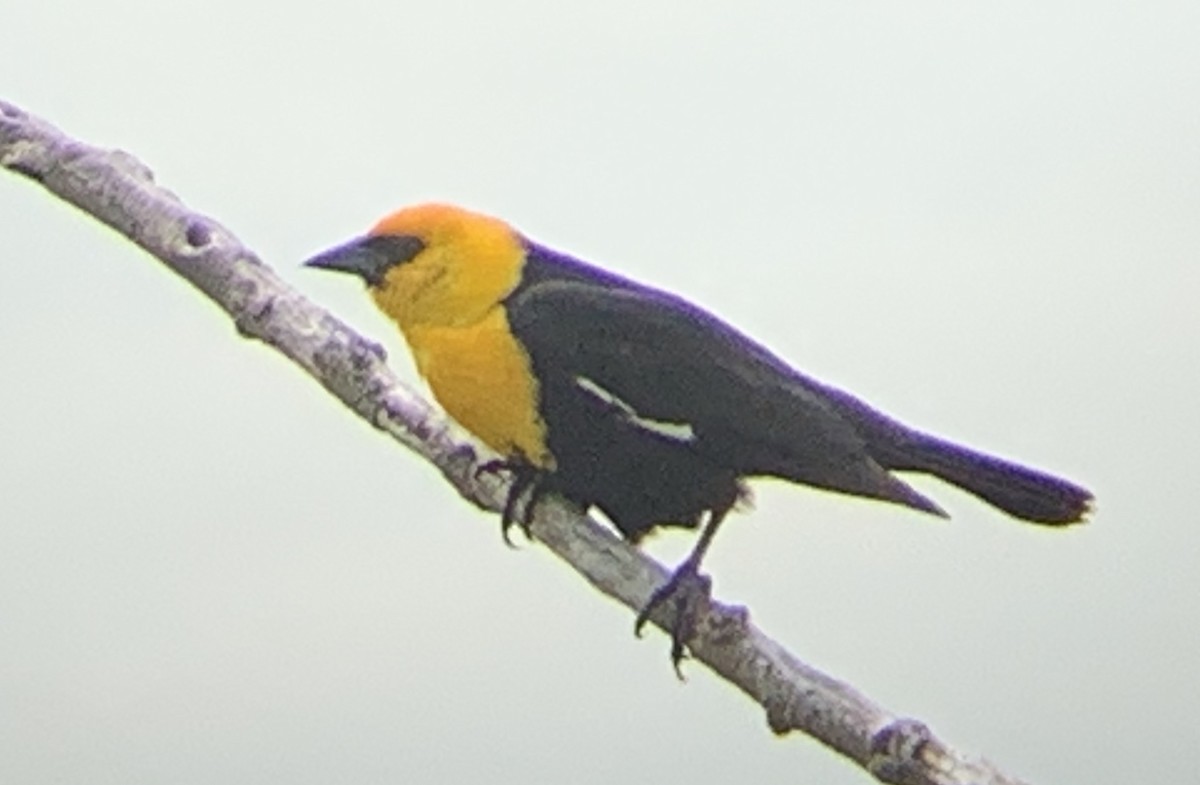 Yellow-headed Blackbird - ML254509841