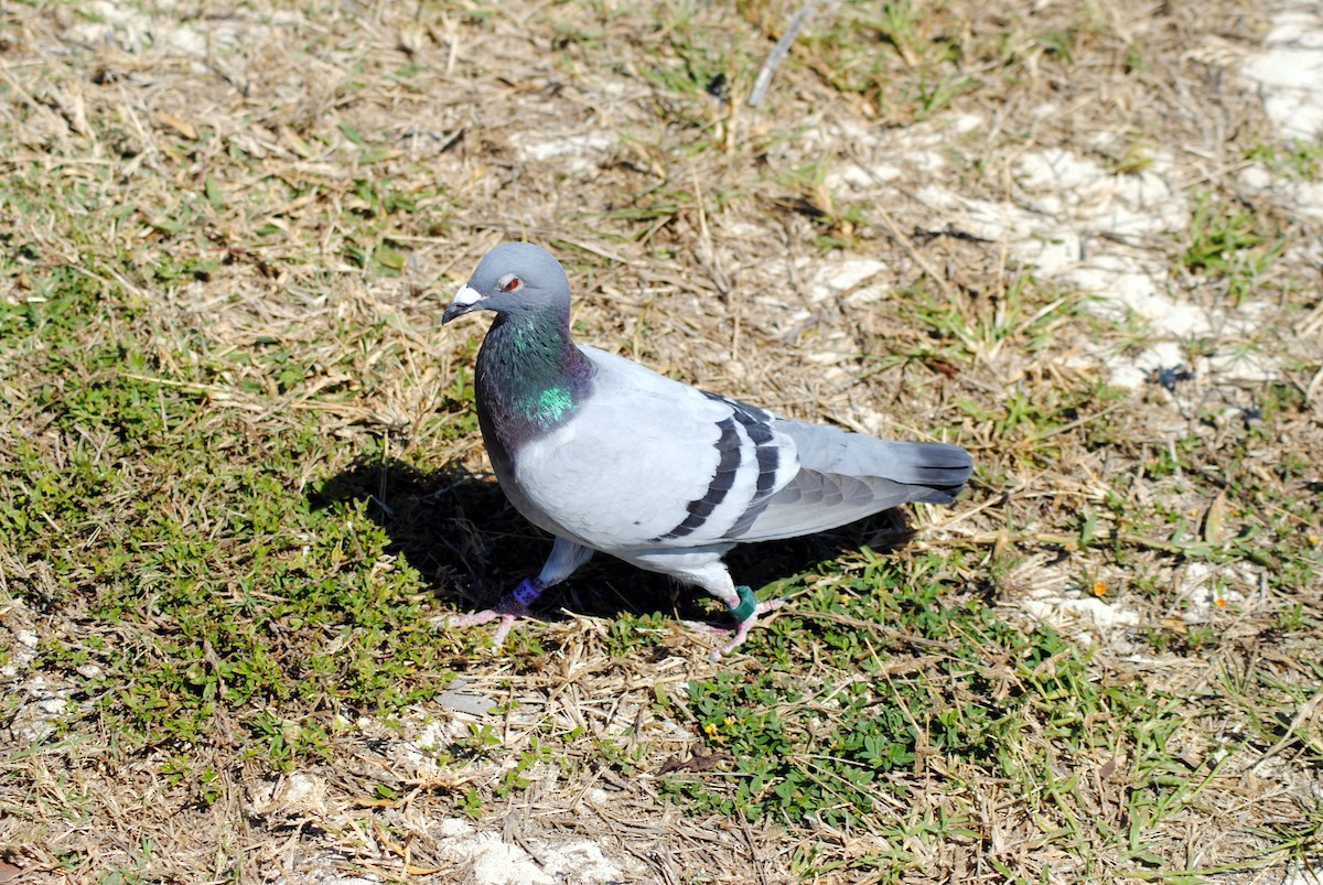 Rock Pigeon (Feral Pigeon) - ML25450991