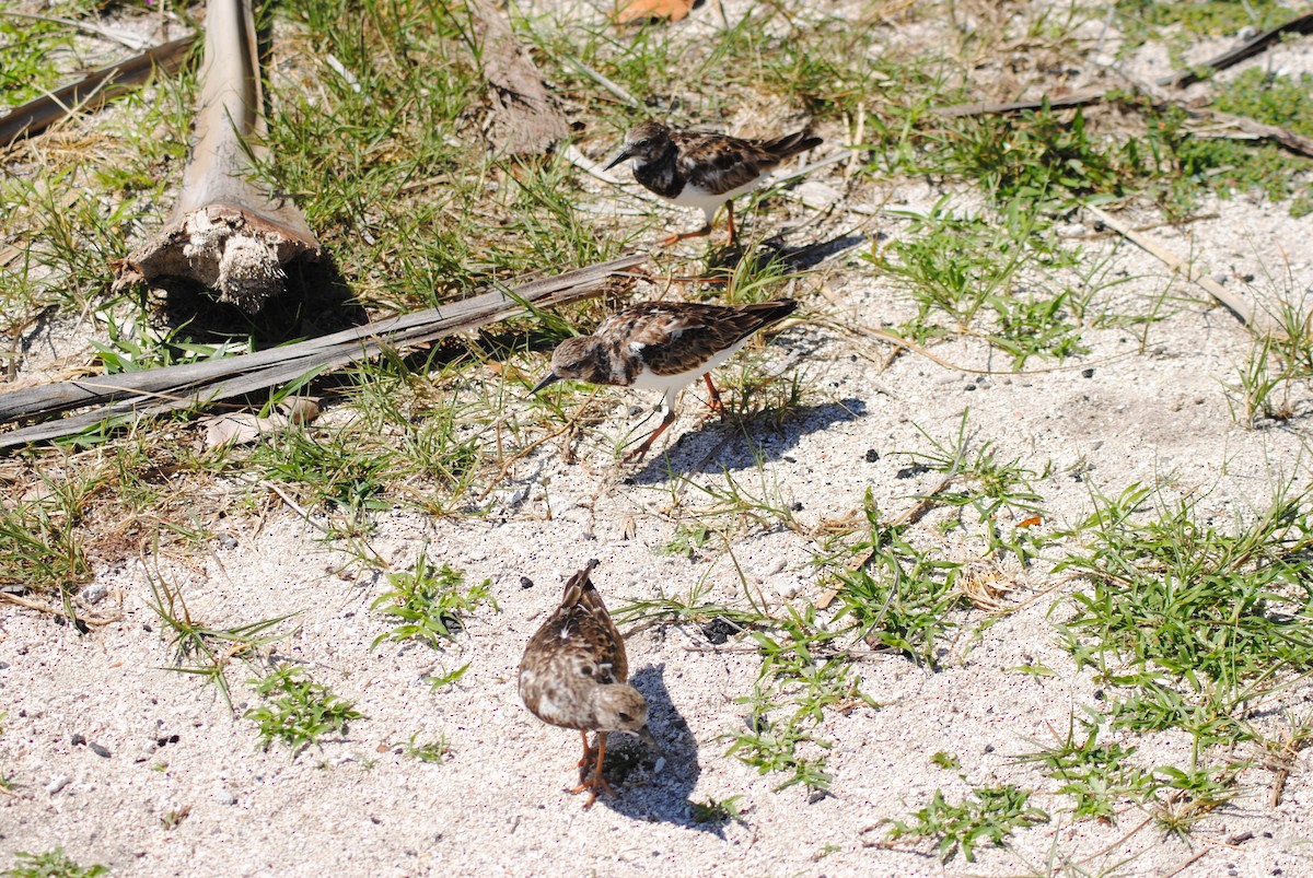 Ruddy Turnstone - ML25451001