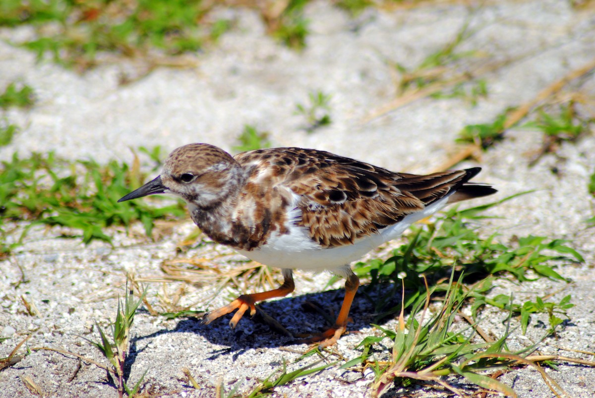 Ruddy Turnstone - ML25451011