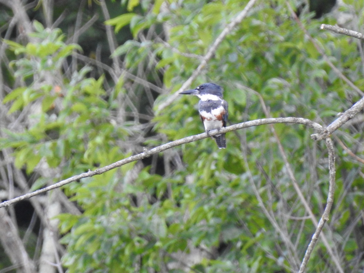 Belted Kingfisher - ML254510301