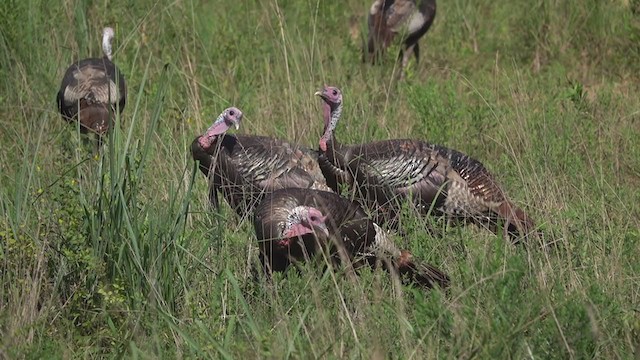 Wild Turkey - ML254510731