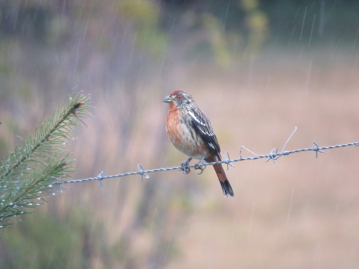 Rufous-tailed Plantcutter - ML254512951
