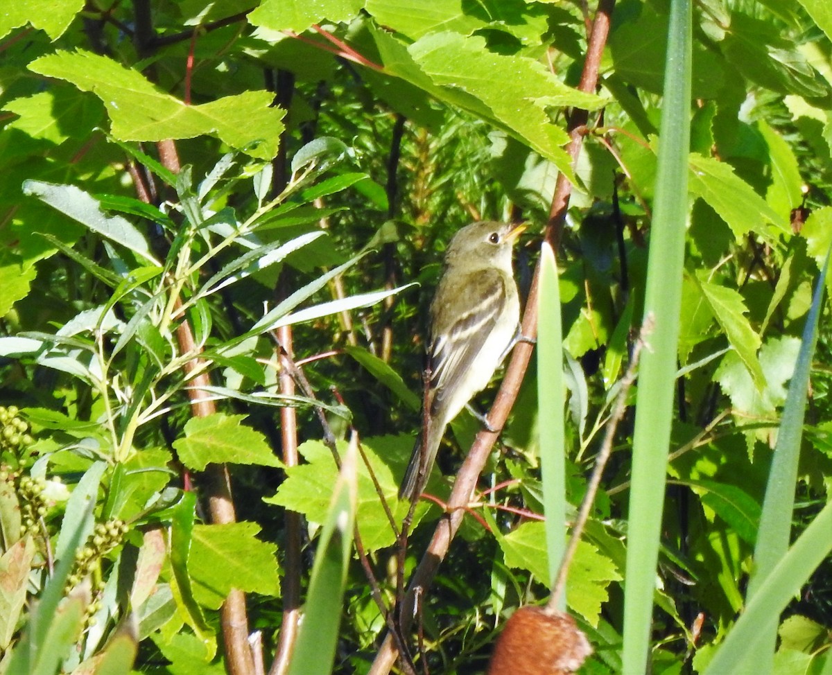 Alder Flycatcher - ML254514241