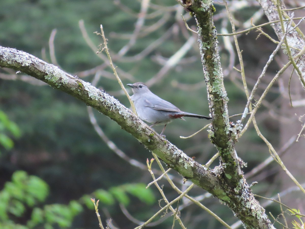 Gray Catbird - ML254515291