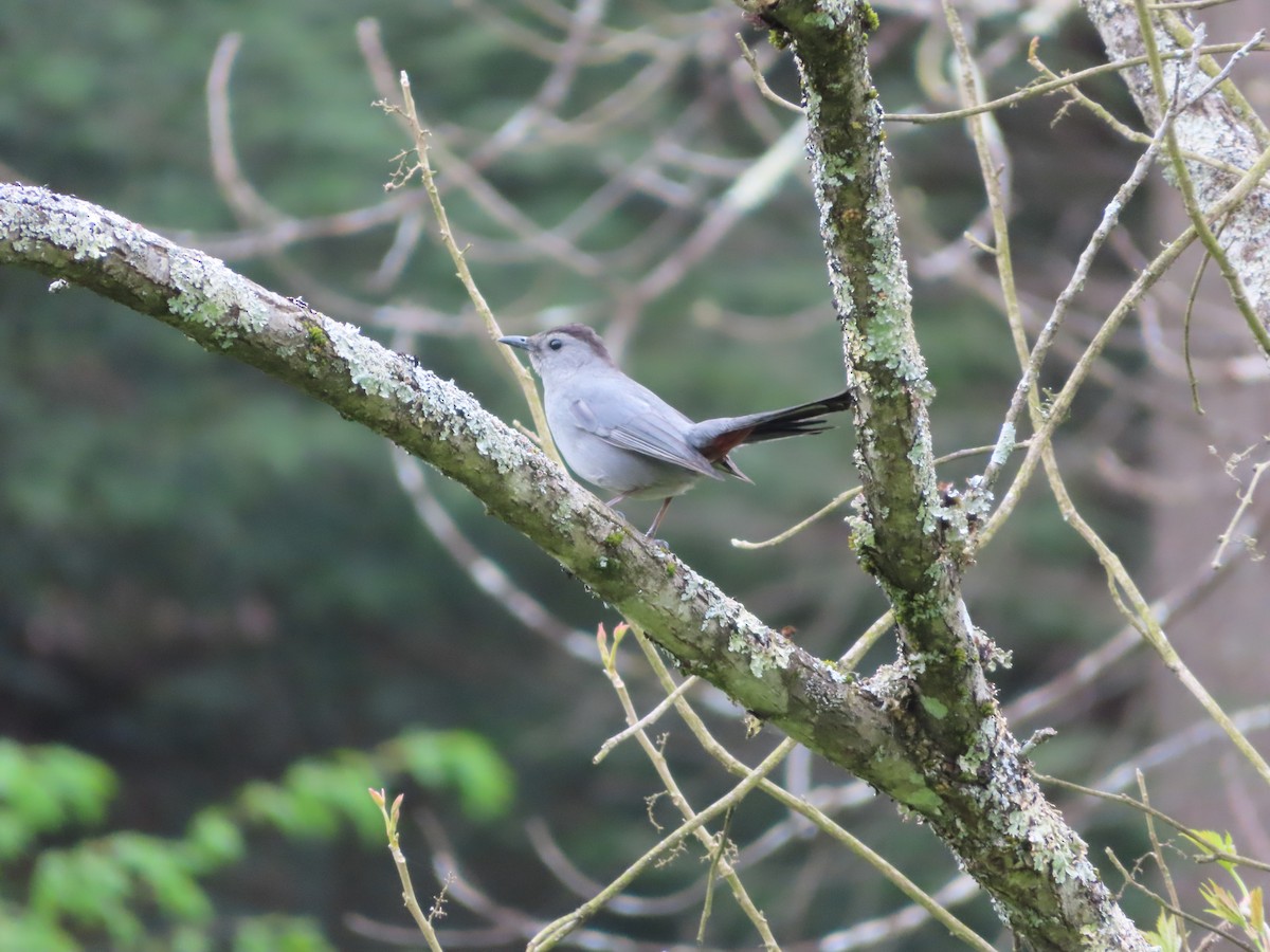 Gray Catbird - ML254515301