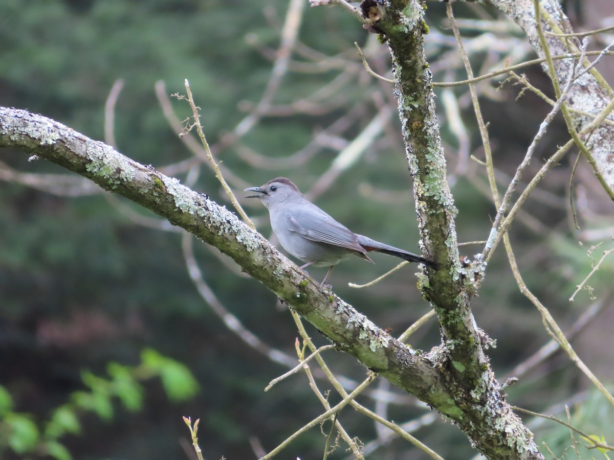 Gray Catbird - ML254515311