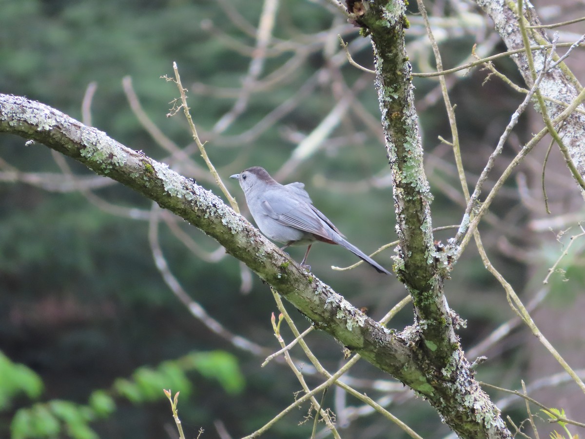 Gray Catbird - ML254515321