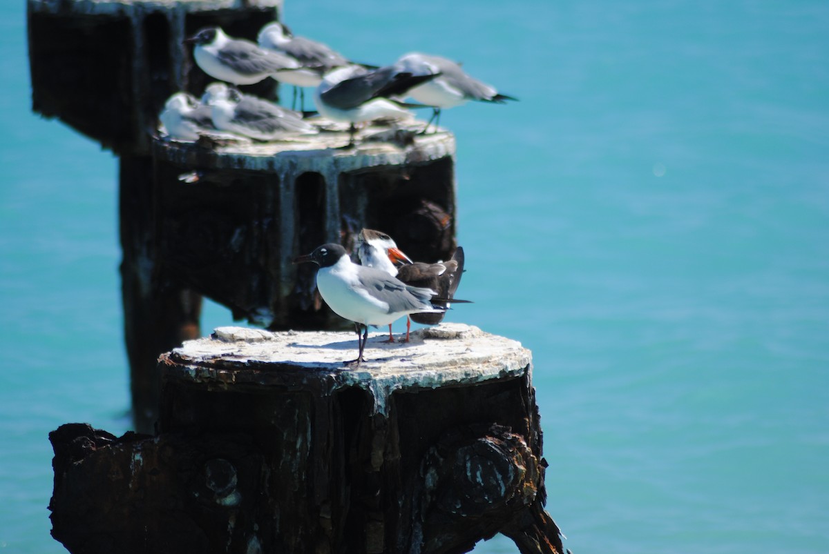 Laughing Gull - ML25451551