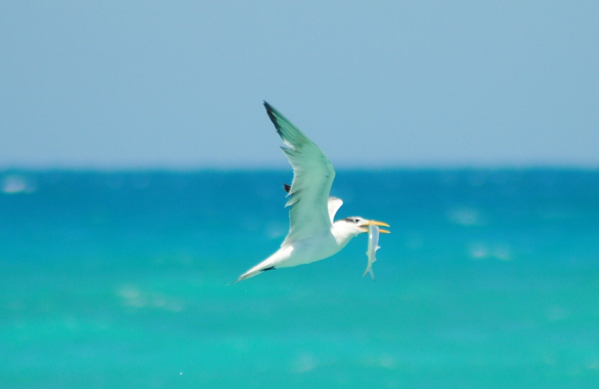 Royal Tern - ML25451711