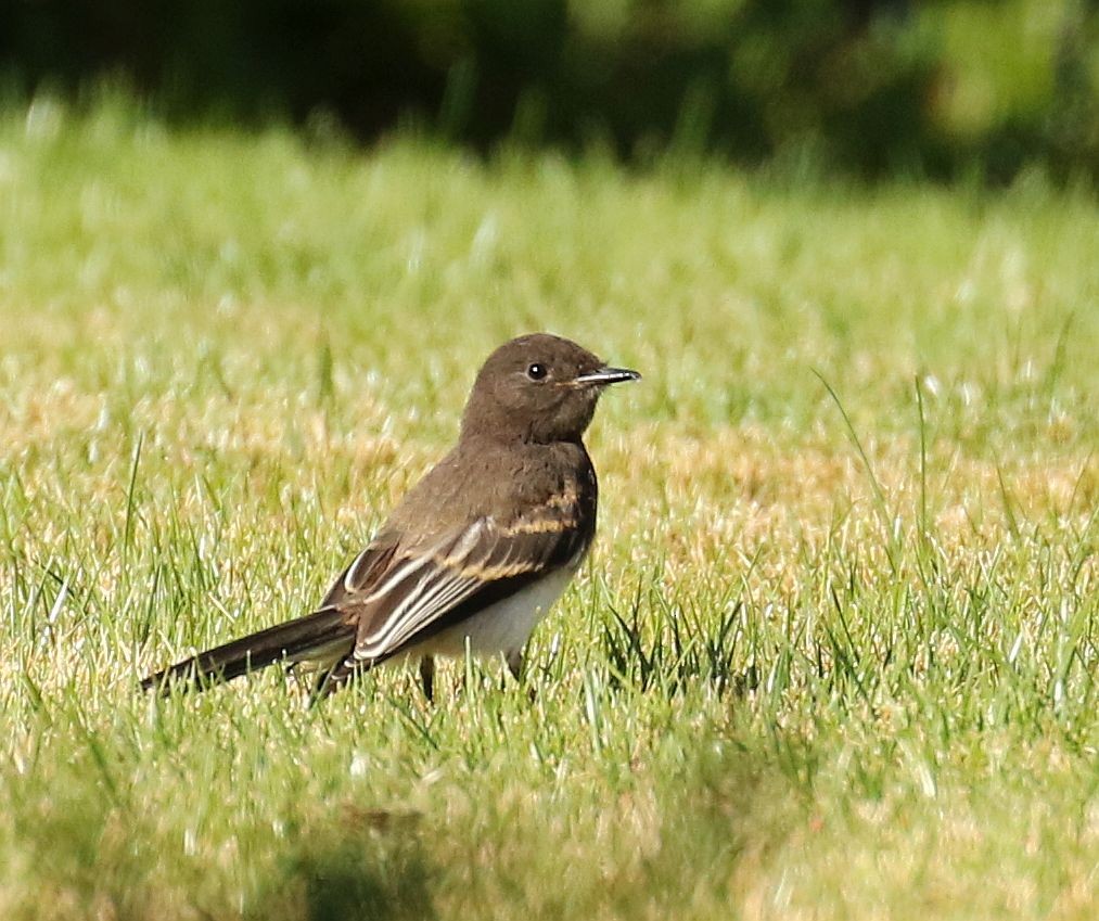 Black Phoebe - ML254517441