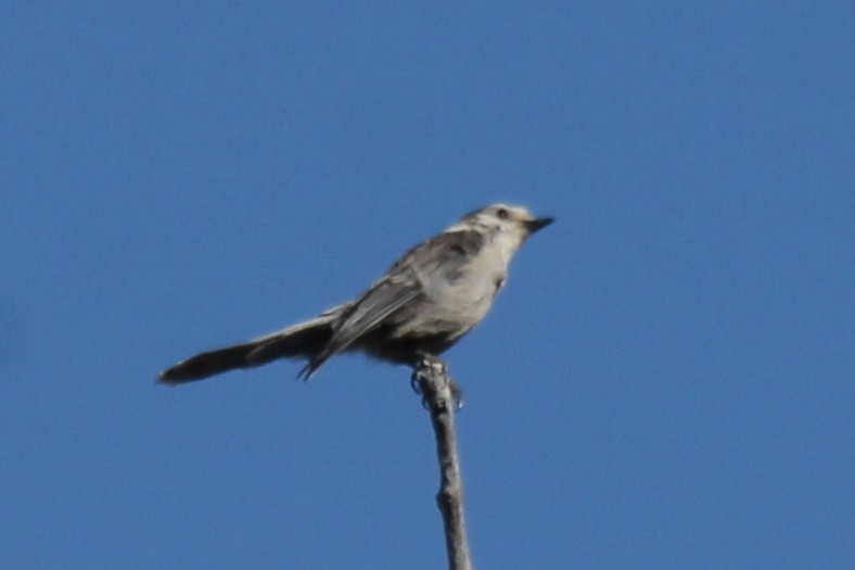 Kanada Kargası - ML254519591