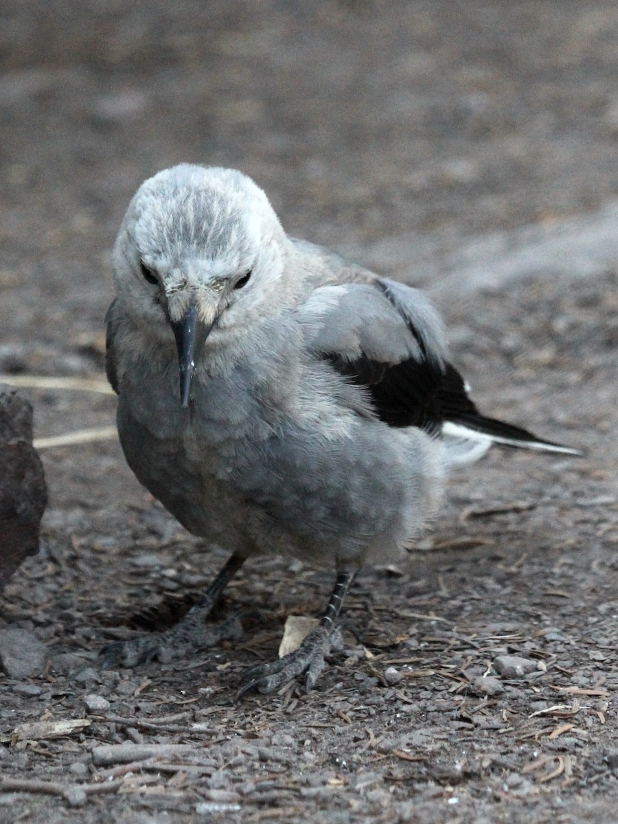 Çam Kargası - ML254519761