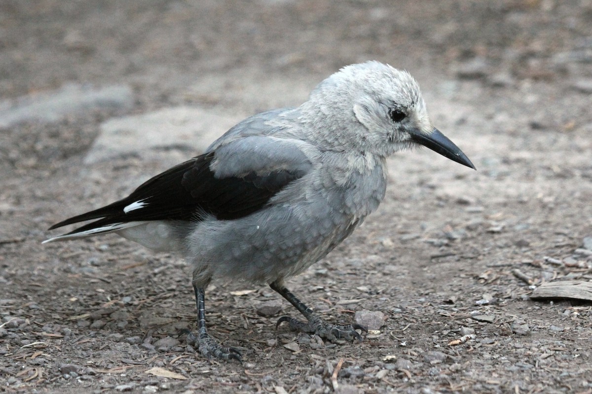 Çam Kargası - ML254519871