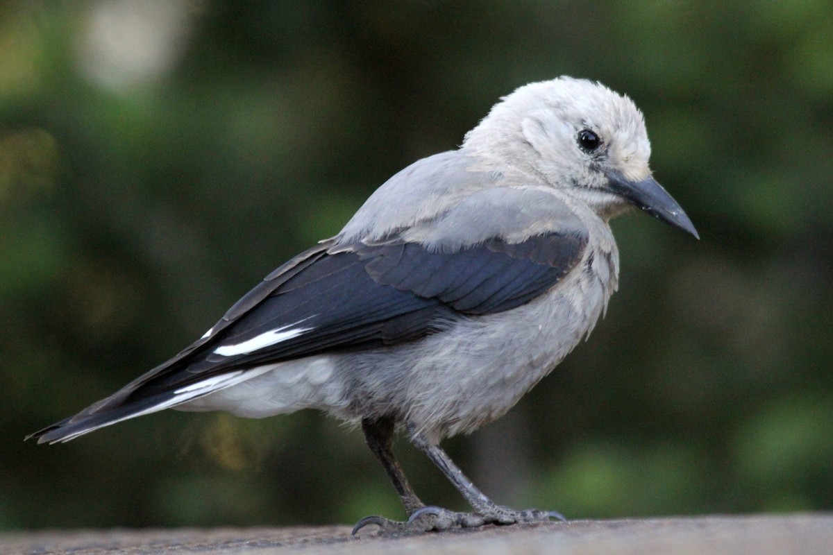 Çam Kargası - ML254519891