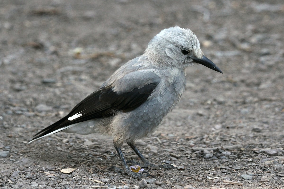 Çam Kargası - ML254519901