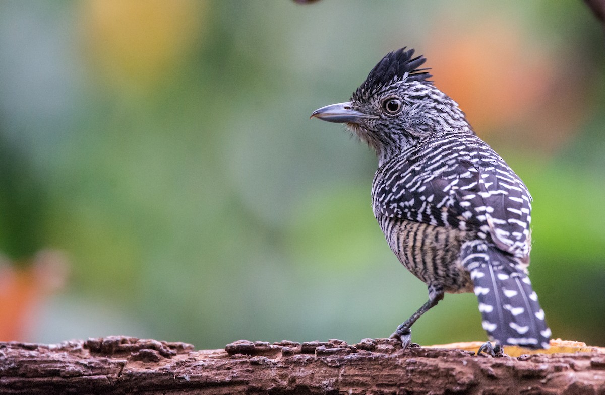 Barred Antshrike - ML254520241