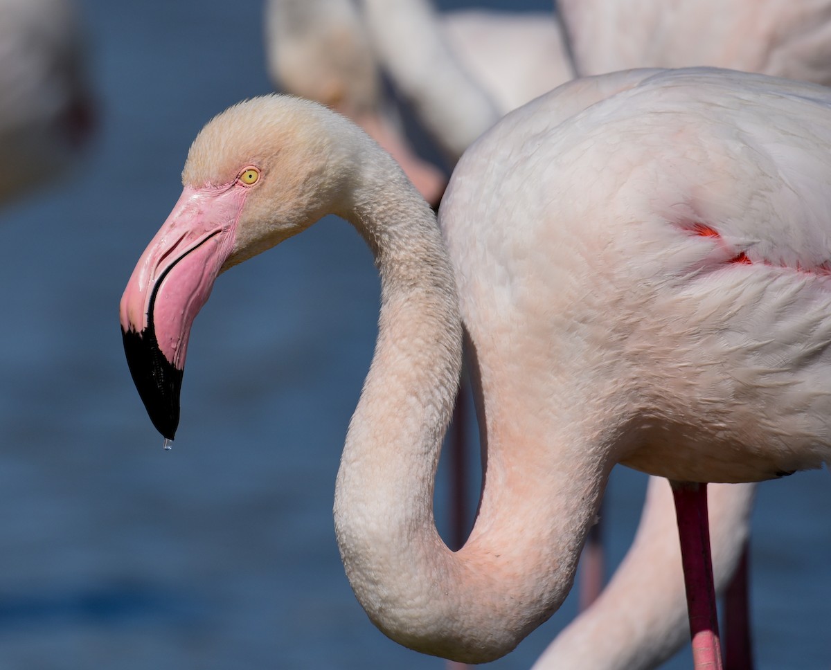 Greater Flamingo - Maryse Neukomm