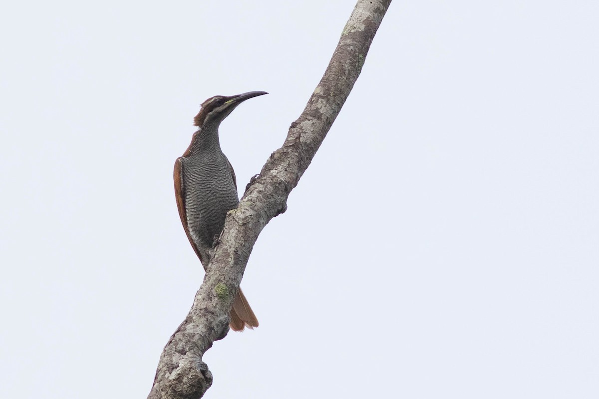 Growling Riflebird - ML254520761