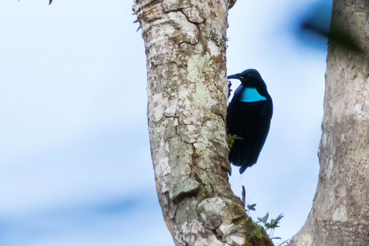 Growling Riflebird - ML254520771