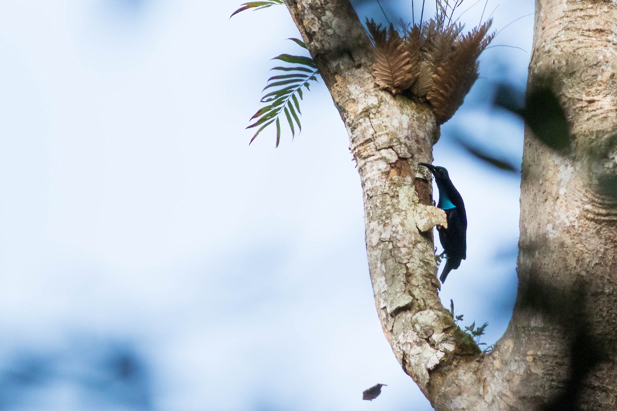 Growling Riflebird - Doug Gochfeld