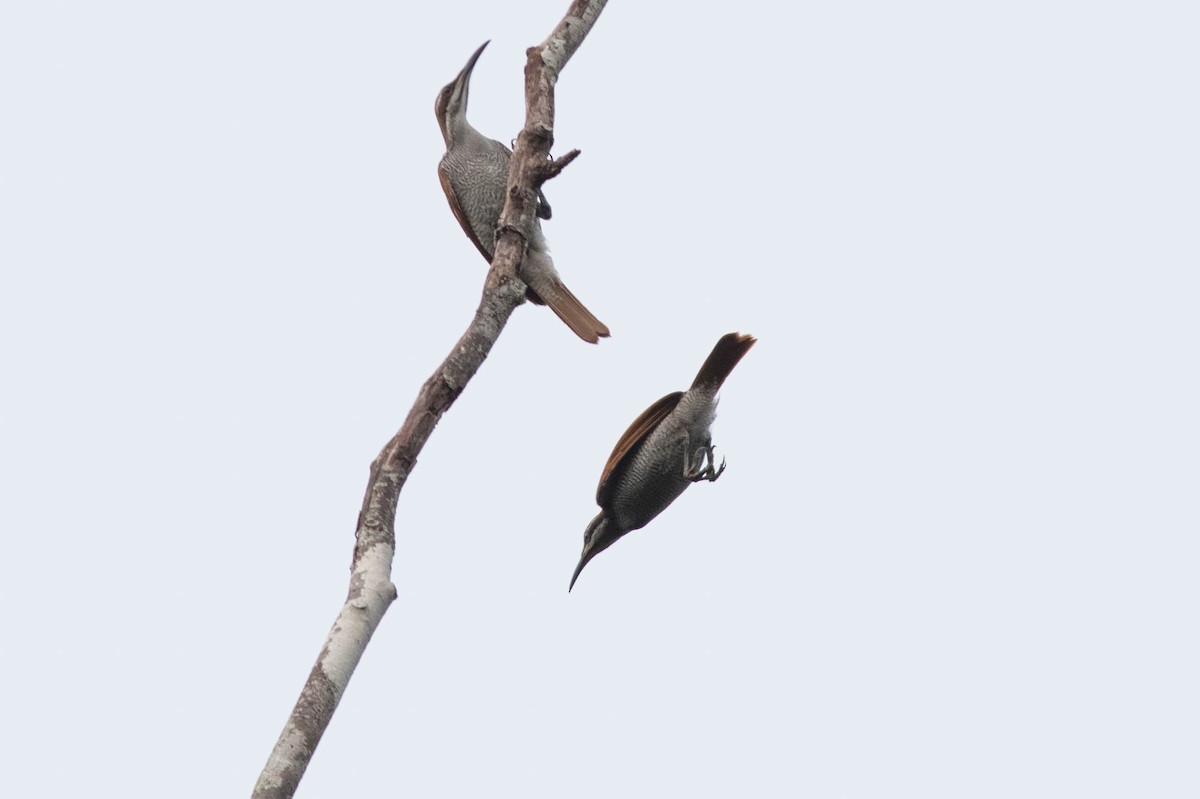 Growling Riflebird - Doug Gochfeld