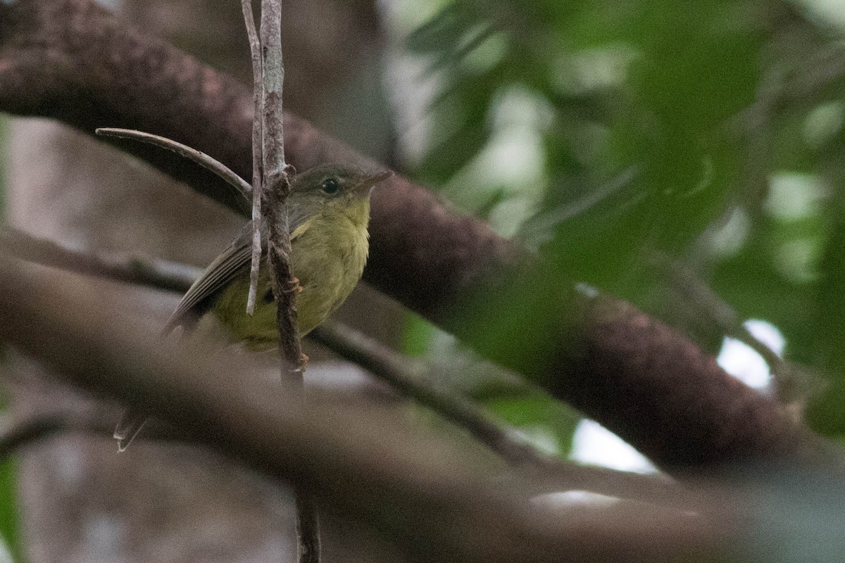 Olive Flyrobin - Doug Gochfeld