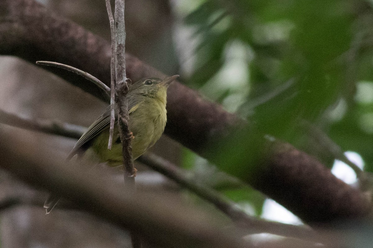 Olive Flyrobin - ML254521151