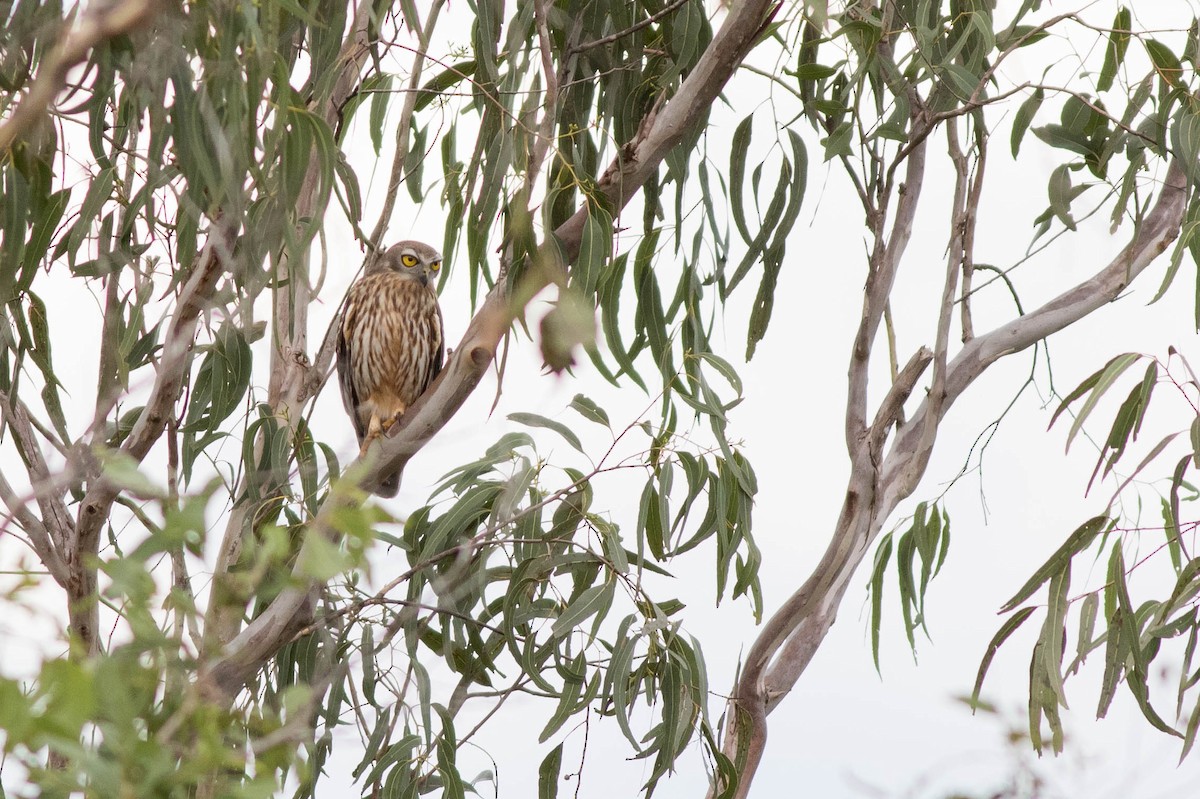 Barking Owl - ML254521551