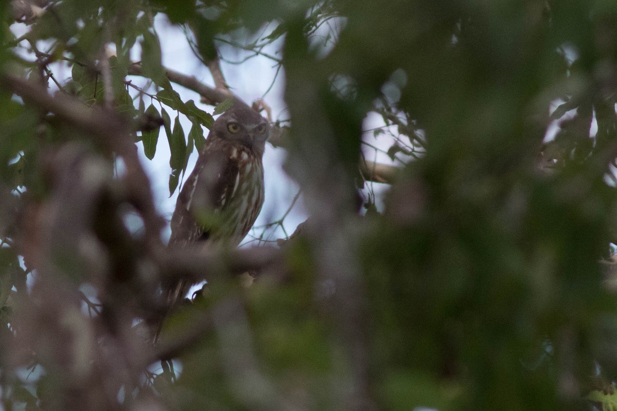 Barking Owl - ML254521611