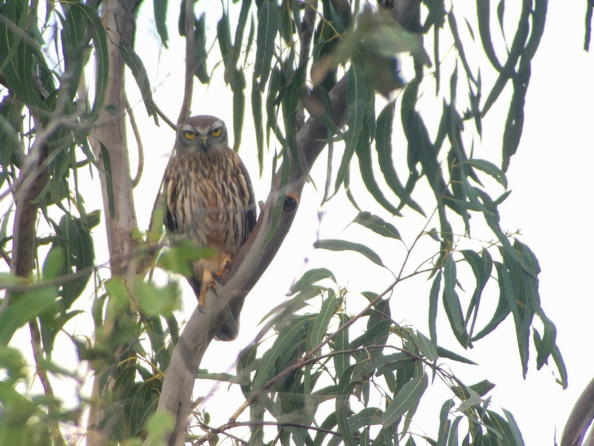 Barking Owl - ML254521641