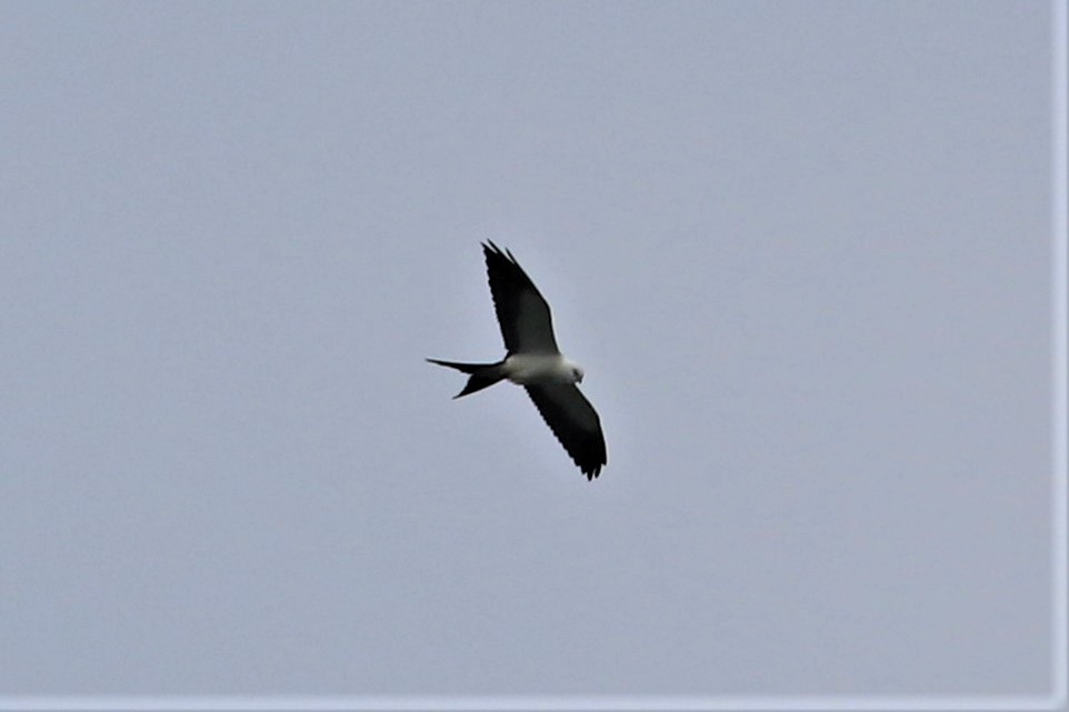 Swallow-tailed Kite - ML254521721