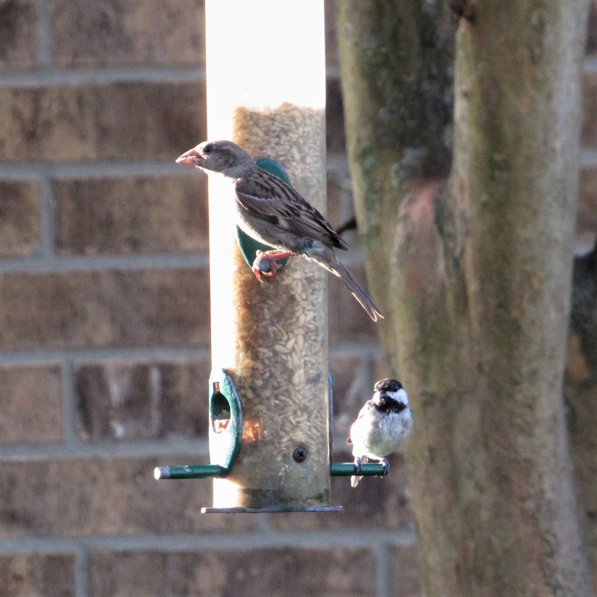 House Sparrow - ML254521971