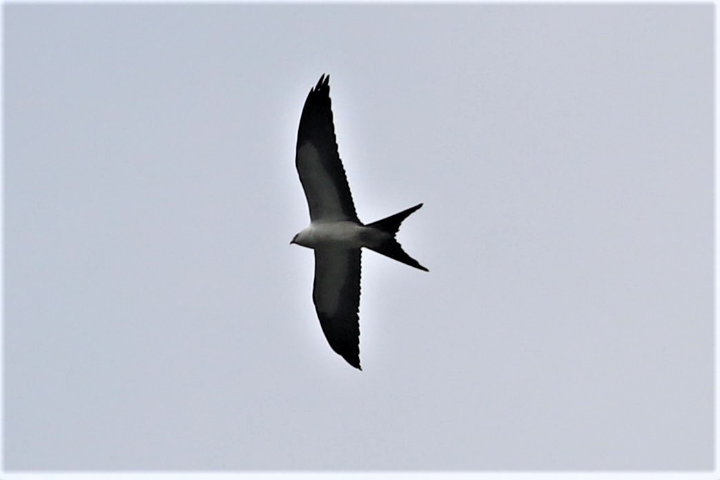 Swallow-tailed Kite - ML254522141