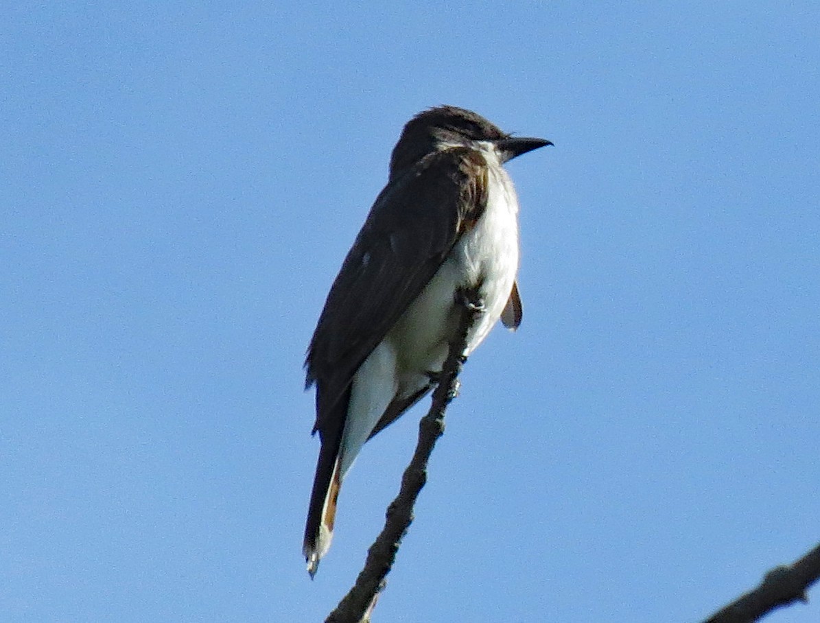 Eastern Kingbird - ML254522811