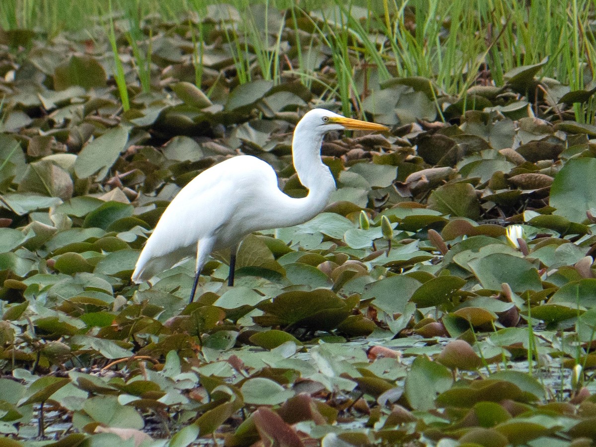 Great Egret - ML254523811