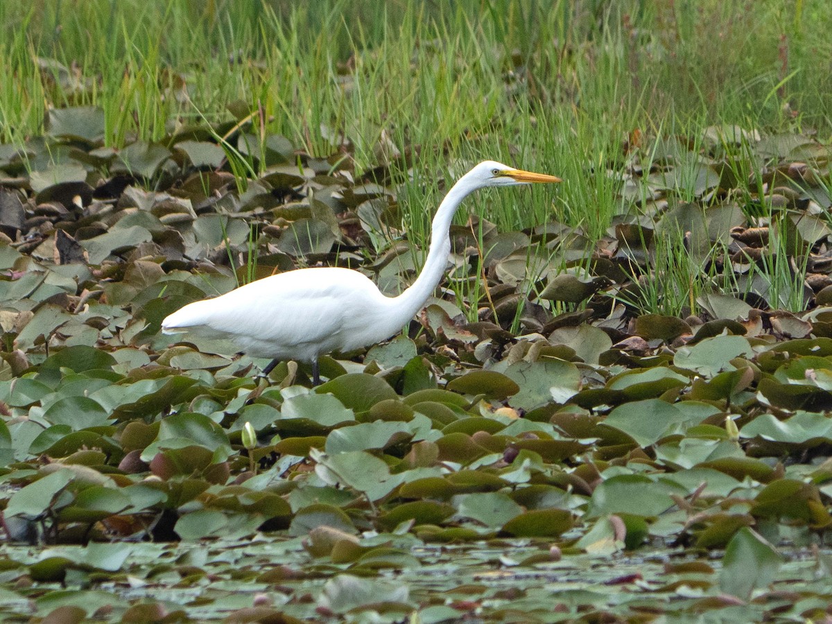 Great Egret - Susan Elliott