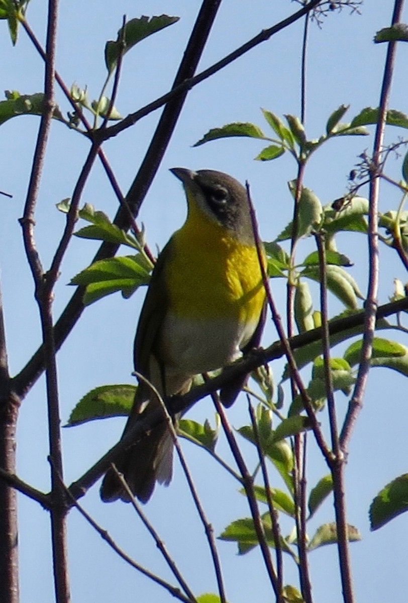Yellow-breasted Chat - ML254523931
