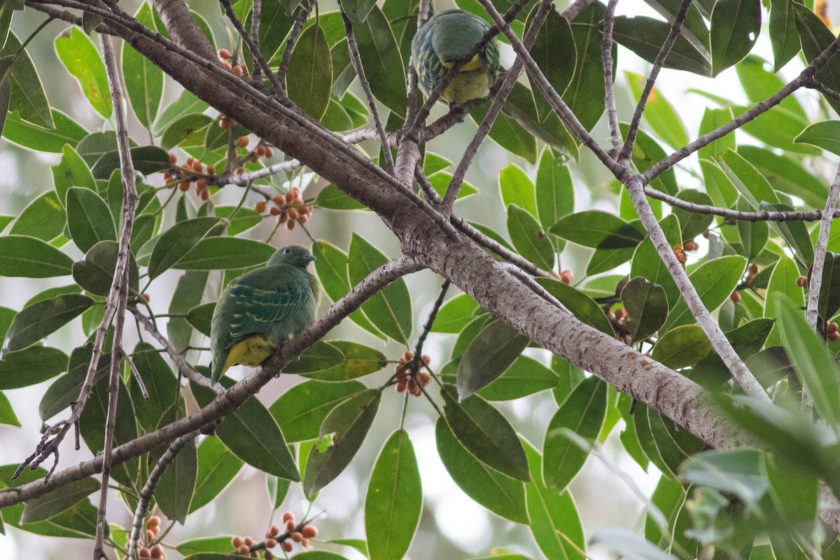 Dwarf Fruit-Dove - ML254524161