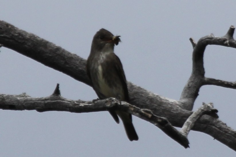 Olive-sided Flycatcher - ML254524611