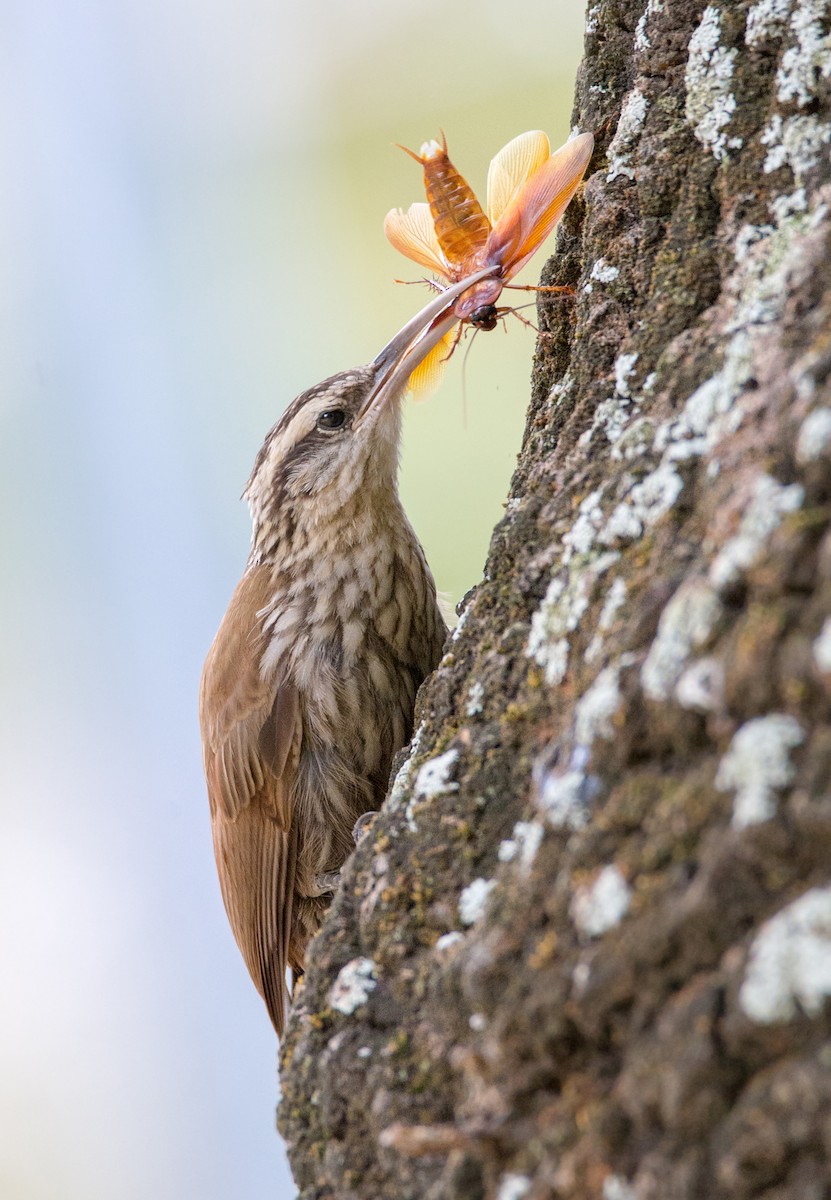 Narrow-billed Woodcreeper - ML254525031