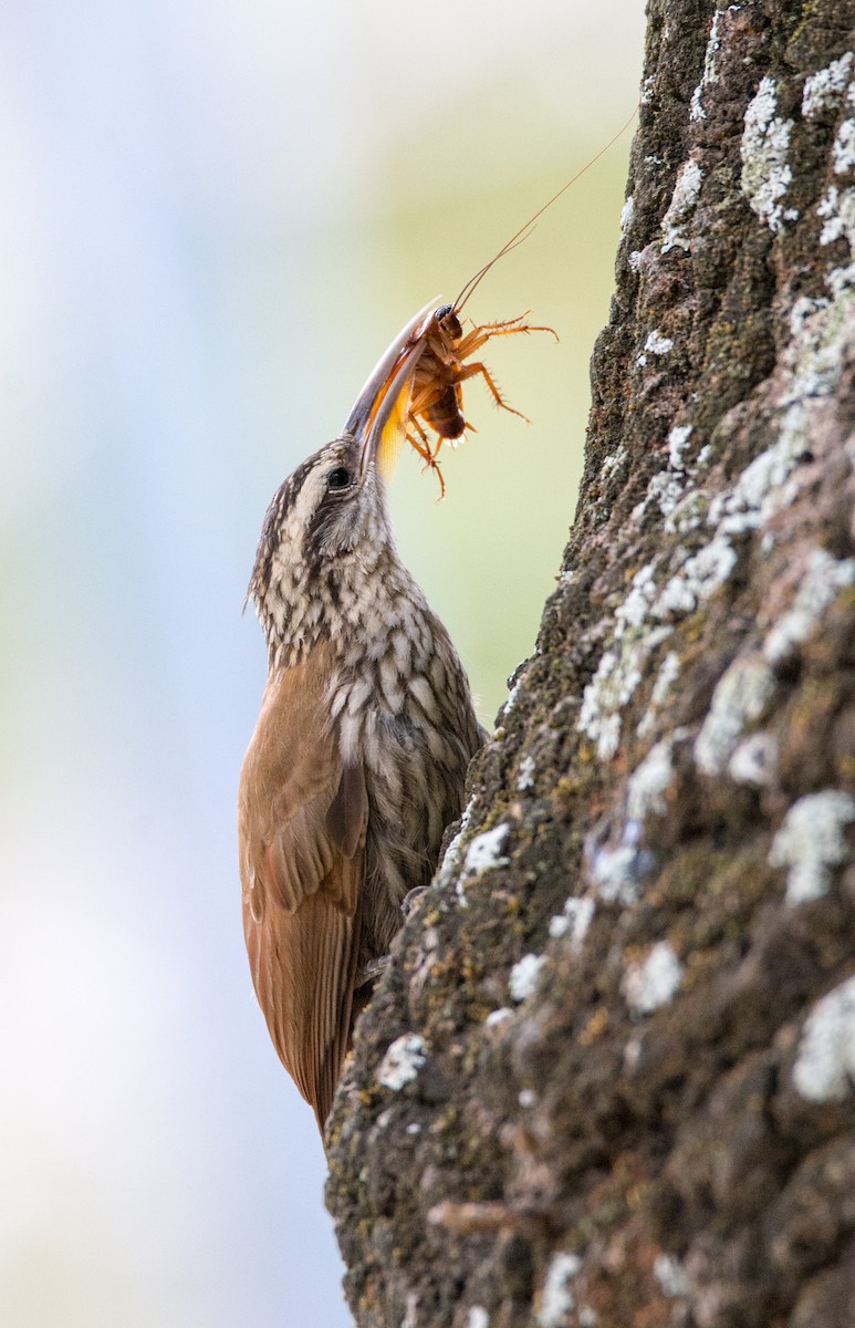 Narrow-billed Woodcreeper - ML254525051