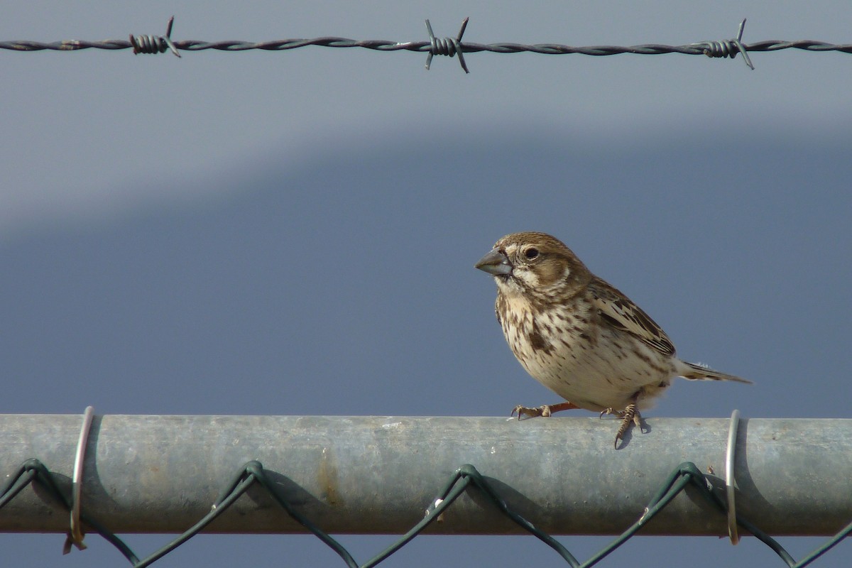 Lark Bunting - Sean Fitzgerald