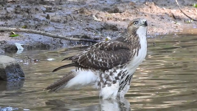 Red-tailed Hawk - ML254527051